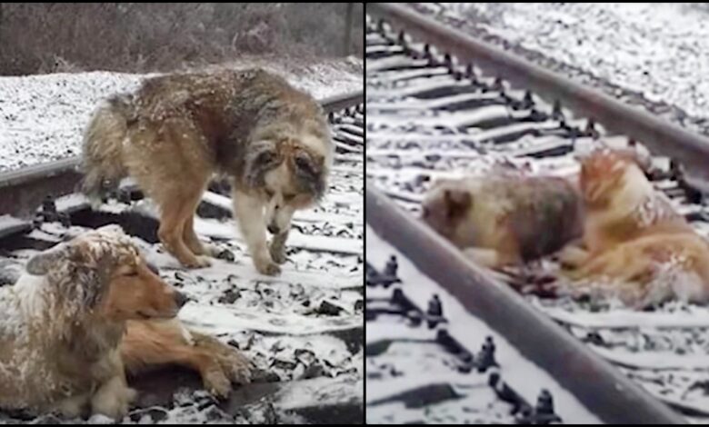 Dog Protectively Laid In Front Of Wounded Companion As Train Horn Blared