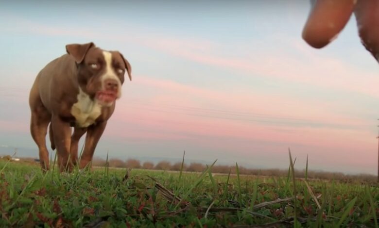 Radio DJ Drives An Hour Each Day For Months To Earn Wild Pit Bull's Trust