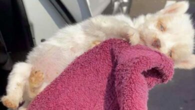 Woman Cradles Newborn Pup Dying On Hot Pavement, Praying 'Love Sparks Life'
