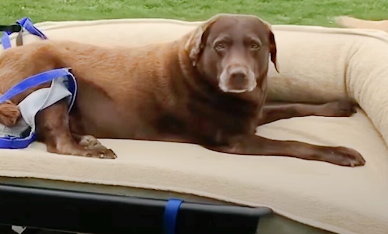 Sweet Labs Pulled Their Senior Dog Sibling In A Cart For Her Final Walk