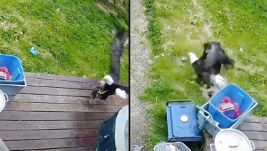 Bald Eagle Swoops Down And Snatches Yorkie Puppy Right From Her Porch