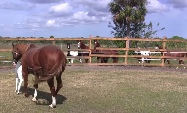 Mama Has A Baby So 'Rare', Even The Other Horses Gather Around In Awe