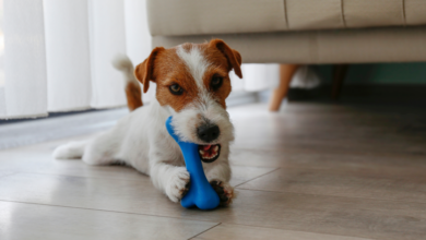 11 Best Indestructible Dog Toys For Heavy Chewers