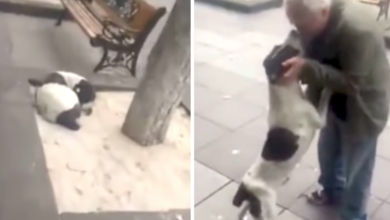 Man Approached His Lost Dog Of 3-Years, And The Dog Starts Crying Tears Of Joy