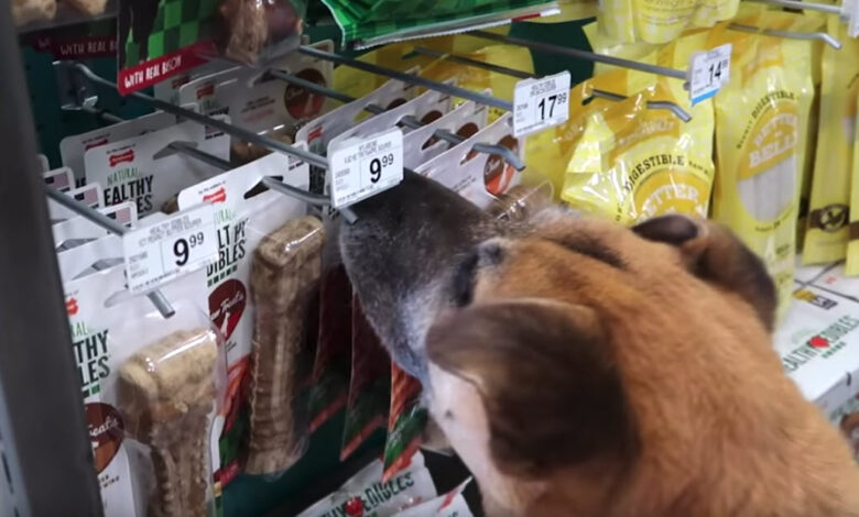 Man Brings 'Homeless' Dog To The Pet Store, Buys Him Everything He Touches