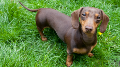 What's a Dachshund's Personality Like?