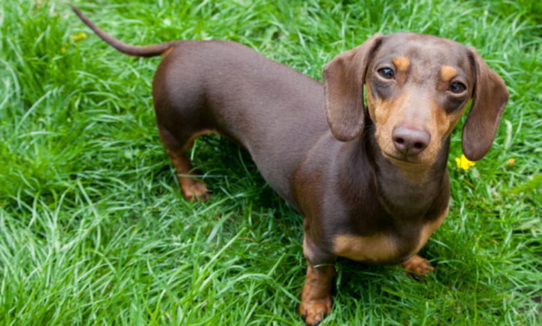 What's a Dachshund's Personality Like?