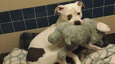 Petrified Pup 'Clutches' Stuffed Elephant For Comfort While Waiting To Be Euthanized