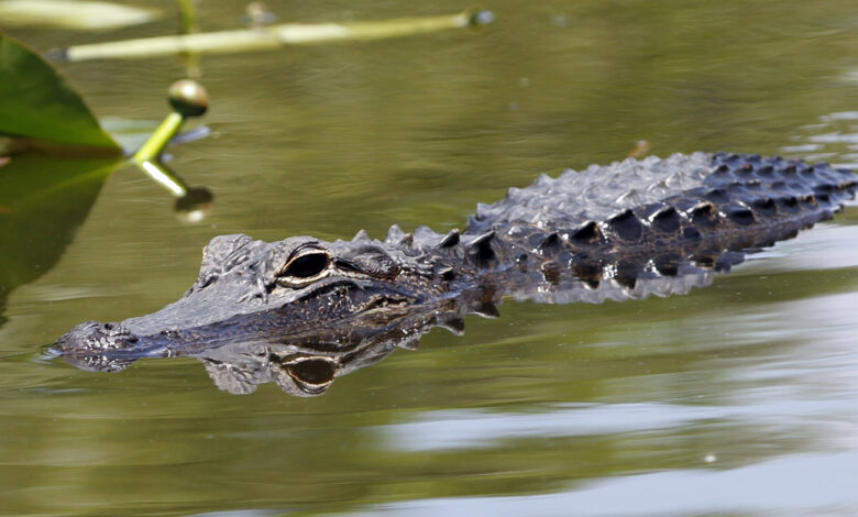 Human remains seen in mouth of Florida alligator : NPR