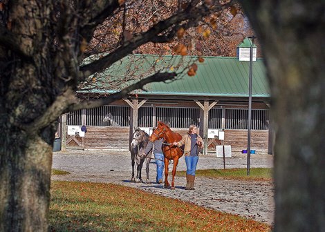 OTBO 2023 Mixed Sale to be Held at Mahoning Valley