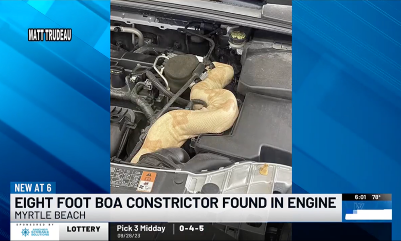 Giant Snakes Continue To Slither Into Cars' Engine Bays, And We'd Really Like Them To Stop