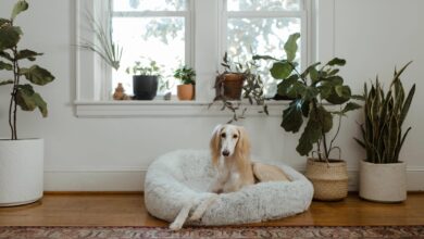 13 Best Fluffy Dog Beds