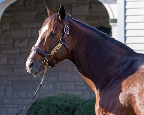 Looking Beyond Yearling Averages With First-Crop Sires