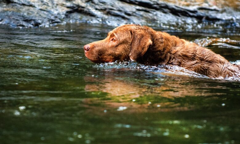 How to Stop a Chesapeake Bay Retriever Puppy from Biting: A Comprehensive Guide