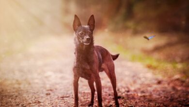 What's a Miniature Pinscher's Personality Like?