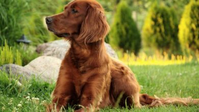 3 Brilliant Dog Breeds That Start with "I"