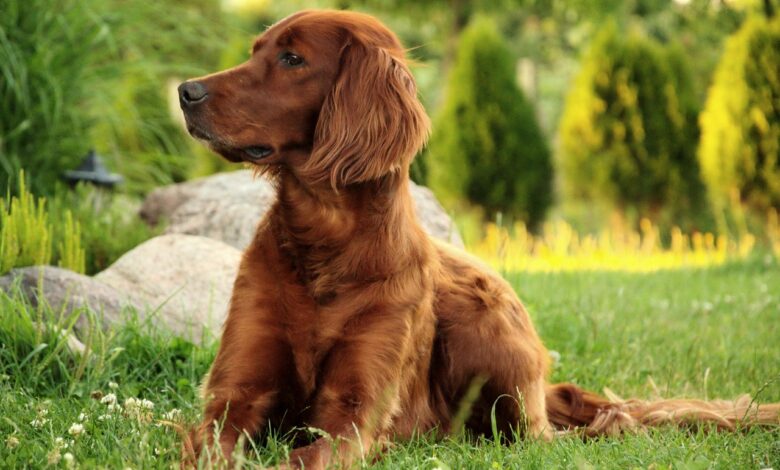 3 Brilliant Dog Breeds That Start with "I"