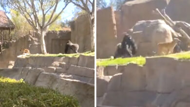 Dog Finds Himself In The Gorilla Enclosure At The San Diego Zoo
