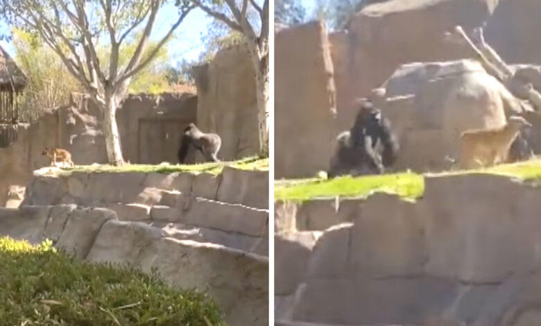 Dog Finds Himself In The Gorilla Enclosure At The San Diego Zoo