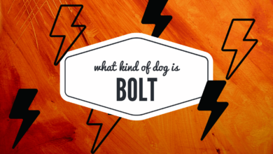 What Kind of Dog is Bolt?