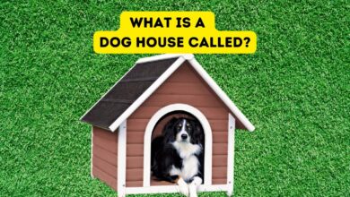 What is Another Name of a Dog House?