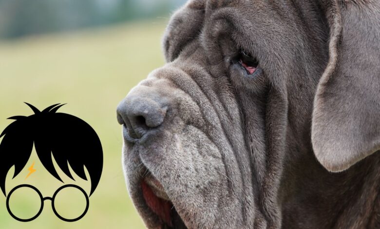 Neopolitan Mastiff and graphic image of Harry Potter character