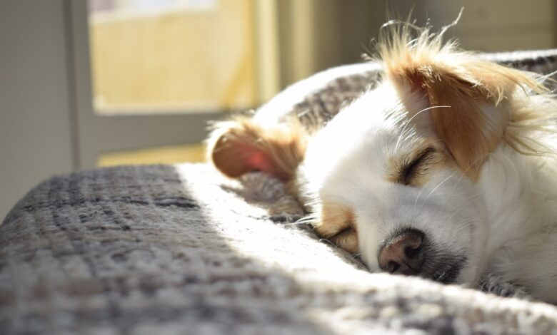 12 Best Wicker Dog Beds