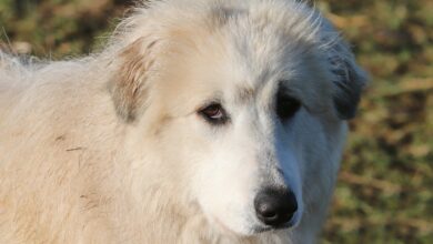 What's a Great Pyrenees's Personality Like?