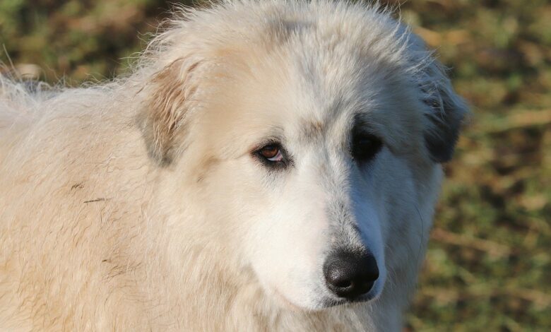 What's a Great Pyrenees's Personality Like?