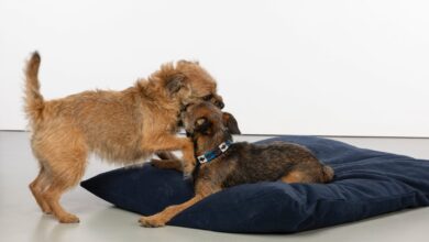 10 Best Roll Up Dog Beds