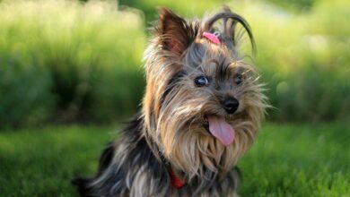 4 Dog Breeds That Start with "Y"
