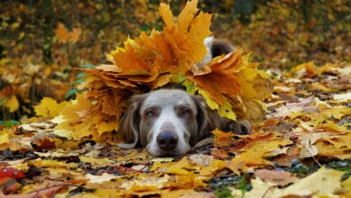 6 Fall Dangers for Dogs Lurking Inside & Outside Your Home