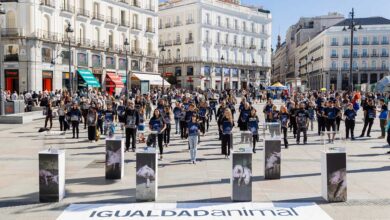 Madrid Protesters Set Up Powerful Display of Tools Used for Pig Mutilation