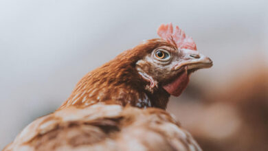Jollibee Foods Corp Announces Commitment To End Cages for Hens Globally