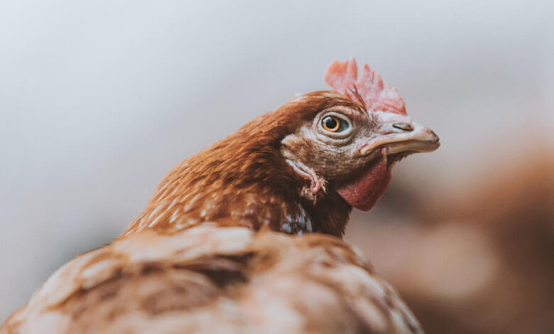 Jollibee Foods Corp Announces Commitment To End Cages for Hens Globally