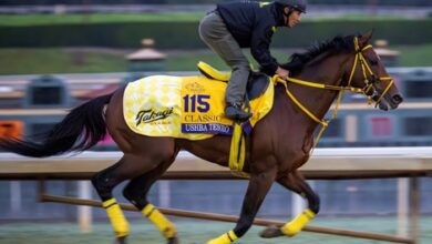 Large International Cast Assembles for Breeders' Cup