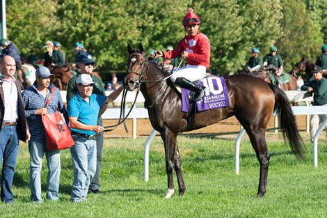 Buchu Aims for More in Full Juvenile Fillies Turf Field