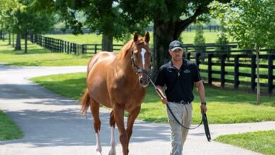 Curlin's 2024 Fee Rises to $250,000
