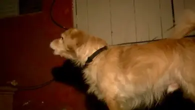 Late At Night, Dog Senses Danger In The Walls And Wakes Up Dad