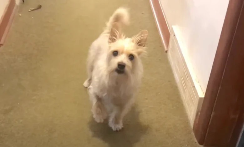 Dog 'Fakes' Injury And Limps Around Until He Finds Out He Can’t Go For A Walk