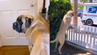 Gentle Giant 'Waits' By The Door Every Day So He Can See His Mail Lady