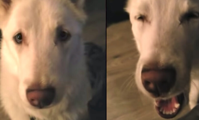 Dog Doesn’t Want To Go To Bed Just Yet, Has Some Choice Words For Dad