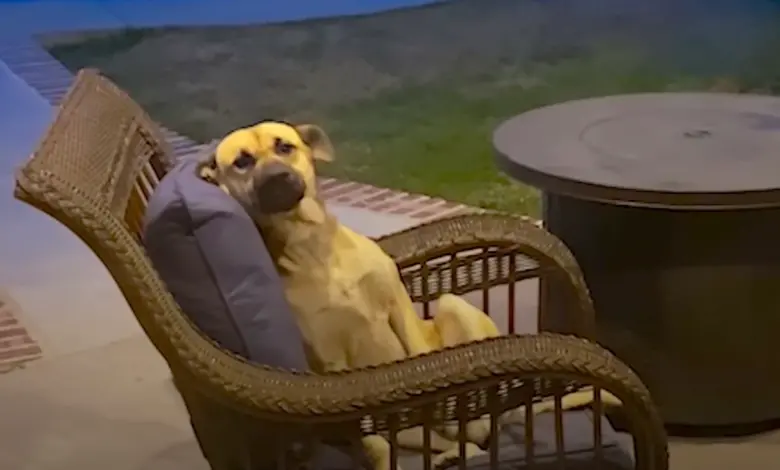 Woman Wakes Up To A New Dog Chilling On Her Back Patio