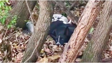 Dog Too Weak To Move In Woods, Concealed Gifts That Were Depleting Her