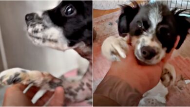 Puppy Pleads To Man's Soul To Get Him Out Of Scary Place & Bring Him Home