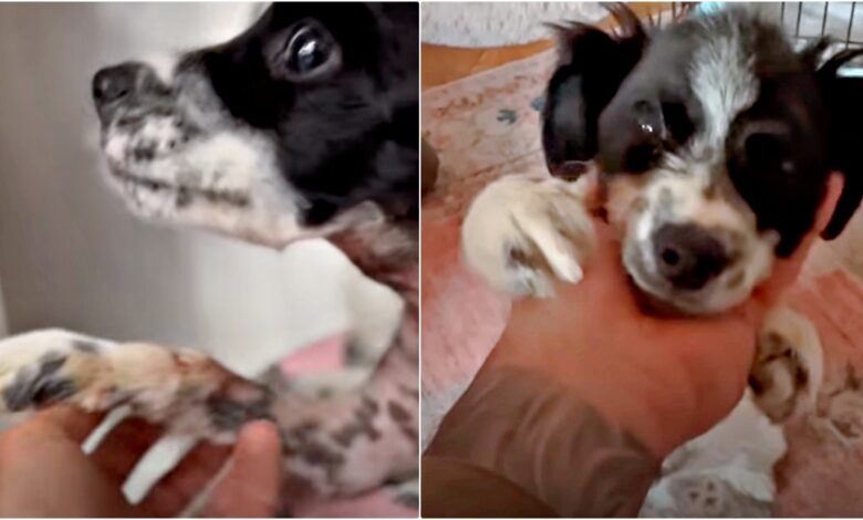 Puppy Pleads To Man's Soul To Get Him Out Of Scary Place & Bring Him Home