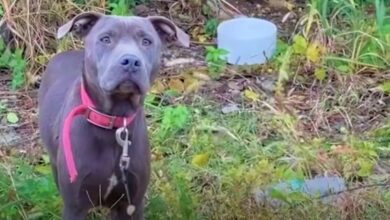 Blue Pit 'Stood Guard' In Front Of Burrow That Concealed Her Precious Stash