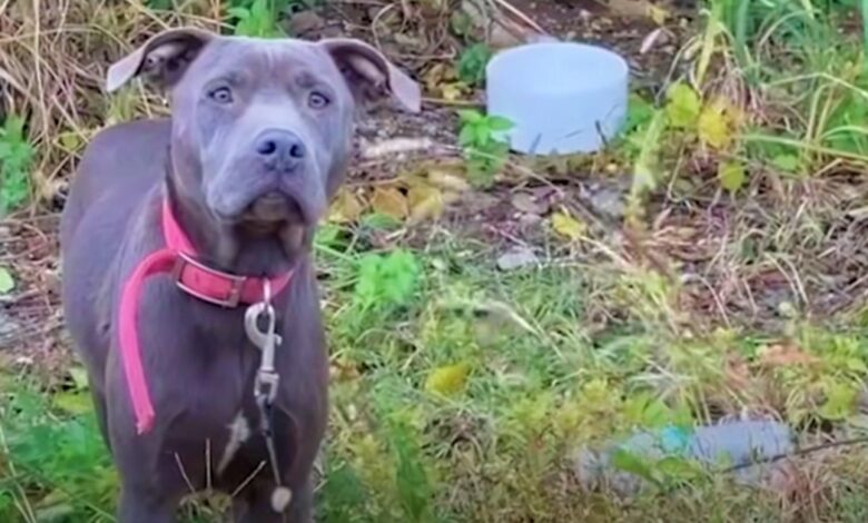 Blue Pit 'Stood Guard' In Front Of Burrow That Concealed Her Precious Stash