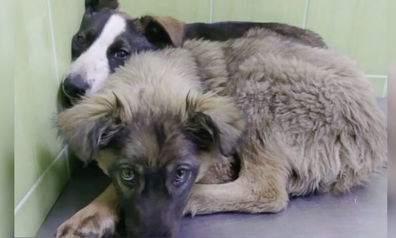 Puppies Huddled Together With Shared Scars Of Trauma They Both Carried