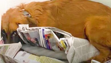 Dog Made Bed In Corner After Dragged To Shelter & Won't Engage With Anyone